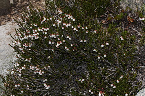 cassiope mertensiana